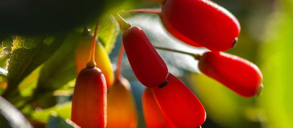 Berberine